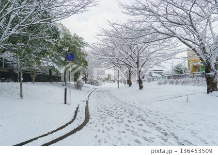【千葉県千葉市】おゆみ野四季の道・雪の積もる「春の道」 136453509