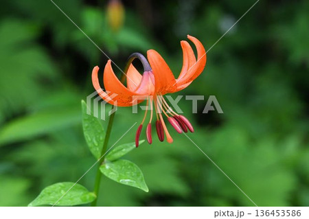 信州栂池自然園で見たオレンジ色の反り返った花弁に突き出した雄しべと雌しべが綺麗なクルマユリの花 136453586