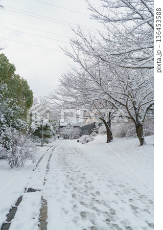 【千葉県千葉市】おゆみ野四季の道・雪の積もる「春の道」 【千葉県千葉市】おゆみ野四季の道・雪の積もる「春の道」 136453588