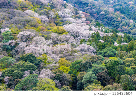京都府　嵐山公園の桜風景 136453604