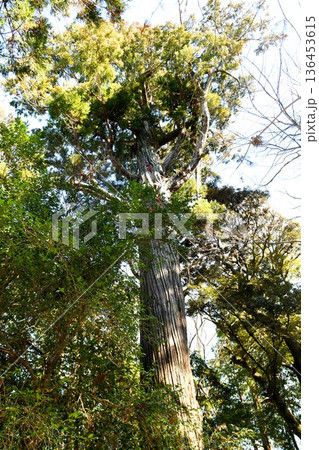 【山武市 山武市指定天然記念物 御神木「賀茂神社」大杉】 【山武市 山武市指定天然記念物 御神木「賀茂神社」大杉】 136453615