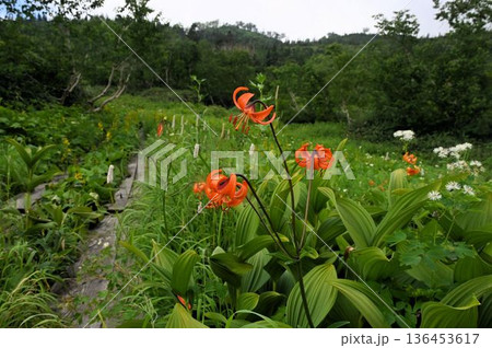 信州栂池自然園で見た木道沿いに咲くオレンジ色の花が綺麗なクルマユリの湿原の風景 信州栂池自然園で見た木道沿いに咲くオレンジ色の花が綺麗なクルマユリの湿原の風景 136453617