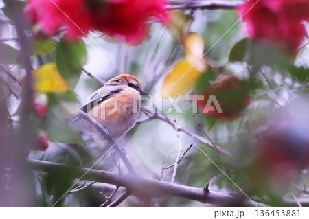 椿の枝にとまった野鳥のモズ 椿の枝にとまった野鳥のモズ 136453881