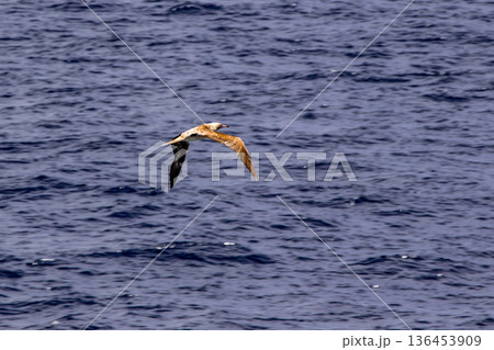 珊瑚海の海鳥 136453909