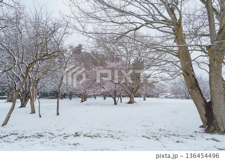 【千葉県千葉市】有吉貝塚公園に咲く桜の花と積雪風景 【千葉県千葉市】有吉貝塚公園に咲く桜の花と積雪風景 136454496