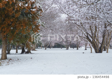 【千葉県千葉市】有吉貝塚公園に咲く桜の花と積雪風景 【千葉県千葉市】有吉貝塚公園に咲く桜の花と積雪風景 136454498