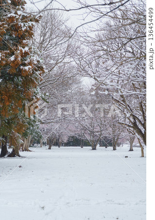 【千葉県千葉市】有吉貝塚公園に咲く桜の花と積雪風景 【千葉県千葉市】有吉貝塚公園に咲く桜の花と積雪風景 136454499