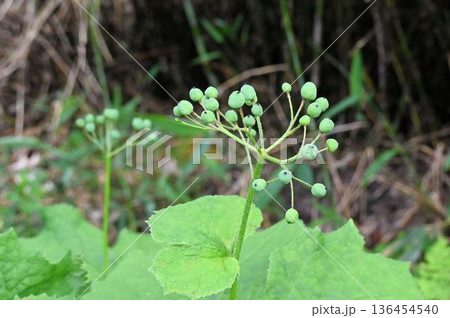 信州栂池自然園で見た葉の上に実った若い果実が綺麗なサンカヨウ 136454540