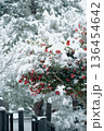 雪が積もった椿 136454642