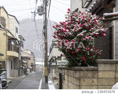 雪が積もった住宅街の山茶花 136455070