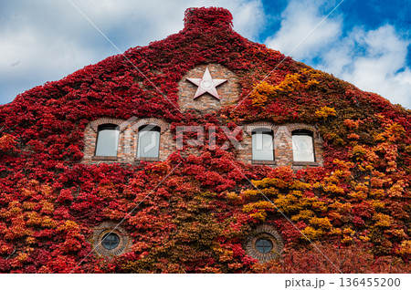 北海道札幌市 秋の札幌ファクトリーと紅葉の風景 136455200
