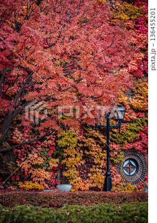 北海道札幌市 秋の札幌ファクトリーと紅葉の風景 北海道札幌市 秋の札幌ファクトリーと紅葉の風景 136455201