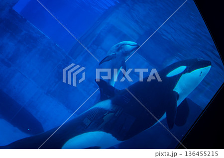 愛知県名古屋市 名古屋港水族館 136455215