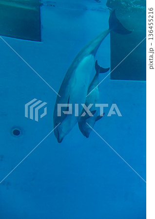 愛知県名古屋市 名古屋港水族館 136455216