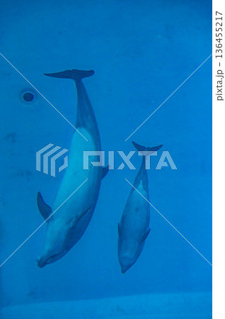愛知県名古屋市 名古屋港水族館 愛知県名古屋市 名古屋港水族館 136455217