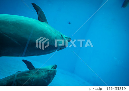 愛知県名古屋市 名古屋港水族館 136455219
