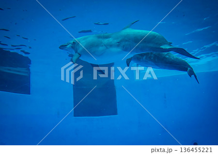 愛知県名古屋市 名古屋港水族館 136455221