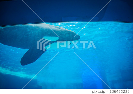 愛知県名古屋市 名古屋港水族館愛知県名古屋市 名古屋港水族館 愛知県名古屋市 名古屋港水族館愛知県名古屋市 名古屋港水族館 136455223