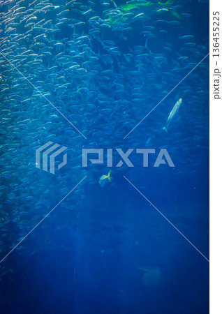 愛知県名古屋市 名古屋港水族館 愛知県名古屋市 名古屋港水族館 136455225