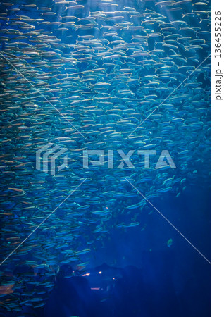 愛知県名古屋市 名古屋港水族館 136455226