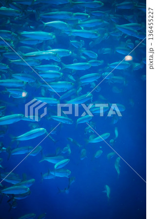 愛知県名古屋市 名古屋港水族館 愛知県名古屋市 名古屋港水族館 136455227
