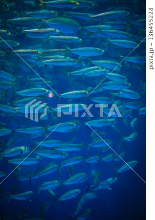 愛知県名古屋市 名古屋港水族館 136455228