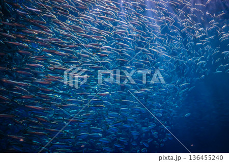 愛知県名古屋市 名古屋港水族館　 136455240