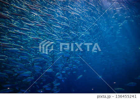 愛知県名古屋市 名古屋港水族館 愛知県名古屋市 名古屋港水族館 136455241