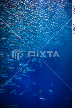 愛知県名古屋市 名古屋港水族館　 136455242