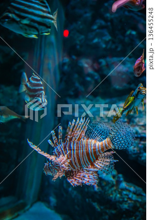 愛知県名古屋市 名古屋港水族館 愛知県名古屋市 名古屋港水族館 136455248