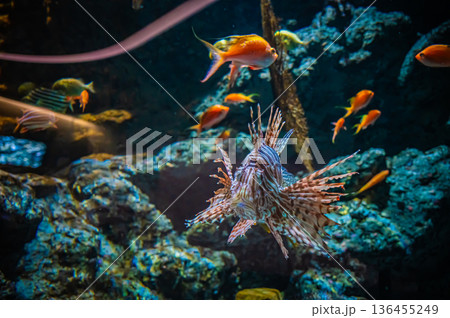愛知県名古屋市 名古屋港水族館 愛知県名古屋市 名古屋港水族館 136455249