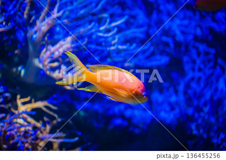 愛知県名古屋市 名古屋港水族館　 136455256