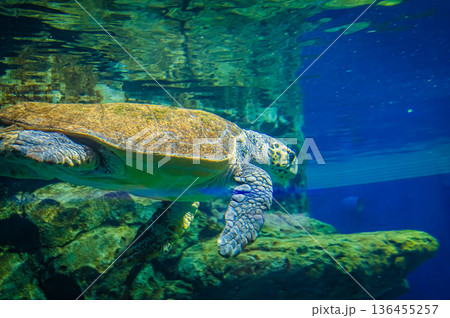 愛知県名古屋市 名古屋港水族館　 136455257
