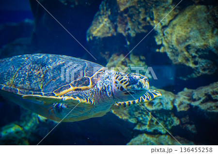 愛知県名古屋市 名古屋港水族館　 136455258