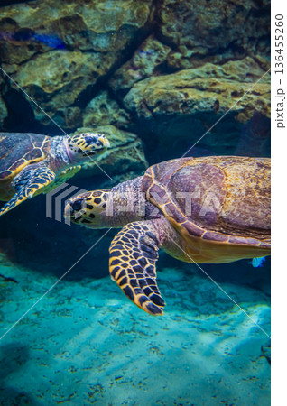 愛知県名古屋市 名古屋港水族館　 136455260