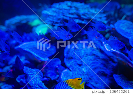 愛知県名古屋市 名古屋港水族館 愛知県名古屋市 名古屋港水族館 136455261
