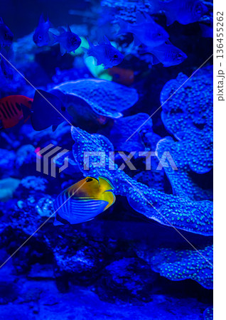 愛知県名古屋市 名古屋港水族館 愛知県名古屋市 名古屋港水族館 136455262