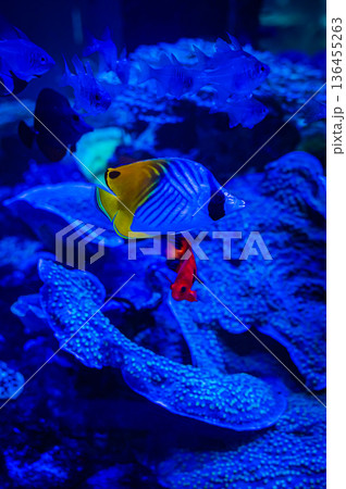 愛知県名古屋市 名古屋港水族館　 136455263