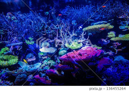 愛知県名古屋市 名古屋港水族館 愛知県名古屋市 名古屋港水族館 136455264