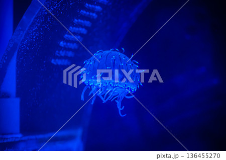 愛知県名古屋市 名古屋港水族館　 136455270