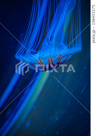 愛知県名古屋市 名古屋港水族館　 136455275