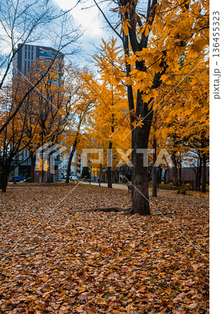 北海道札幌市 秋の札幌ファクトリーと紅葉の風景 北海道札幌市 秋の札幌ファクトリーと紅葉の風景 136455323