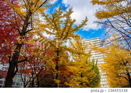 北海道札幌市 秋の札幌ファクトリーと紅葉の風景 136455336