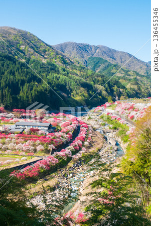 花桃の里 136455346