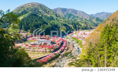 花桃の里 136455349