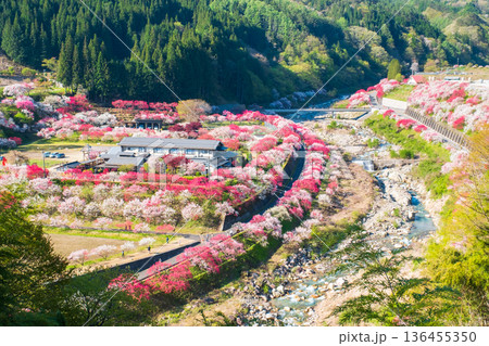 花桃の里 花桃の里 136455350