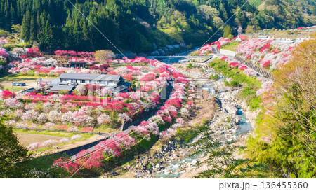花桃の里 花桃の里 136455360