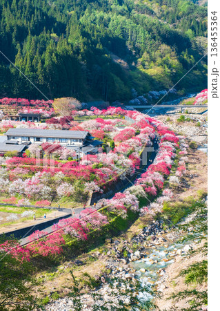 花桃の里 花桃の里 136455364