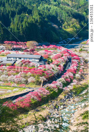 花桃の里 136455381