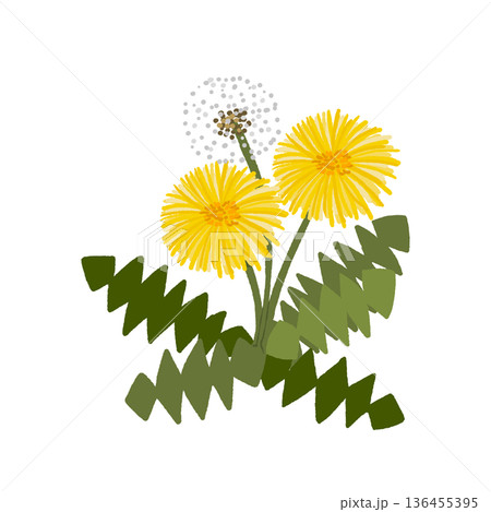 タンポポの花と綿毛 タンポポの花と綿毛 136455395